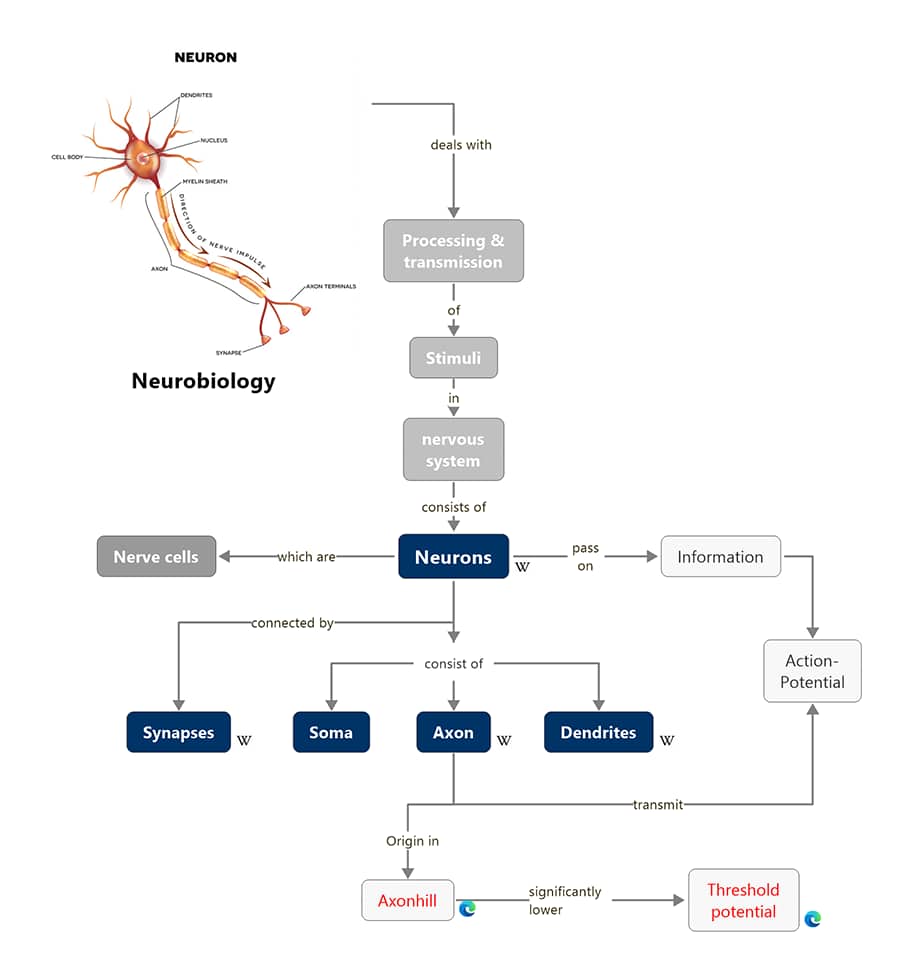 Neurobiology concept map